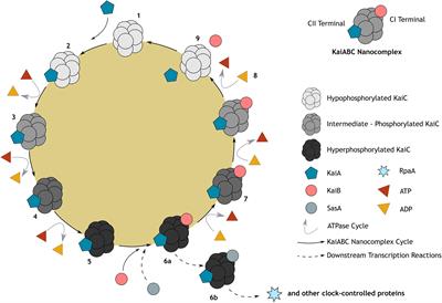 The Rhythm of Many: Biological Rhythms in the Marine Environment, From Macro-Scale Planktonic Ecosystems to Micro-Scale Holobionts